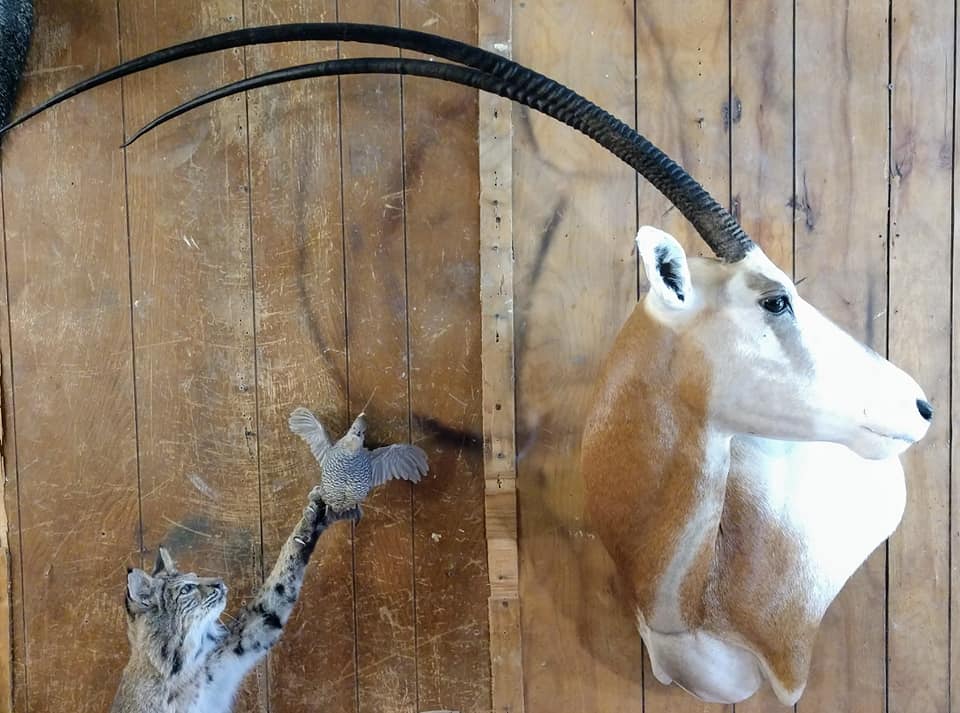 Azlin Taxidermy in Clute, TX