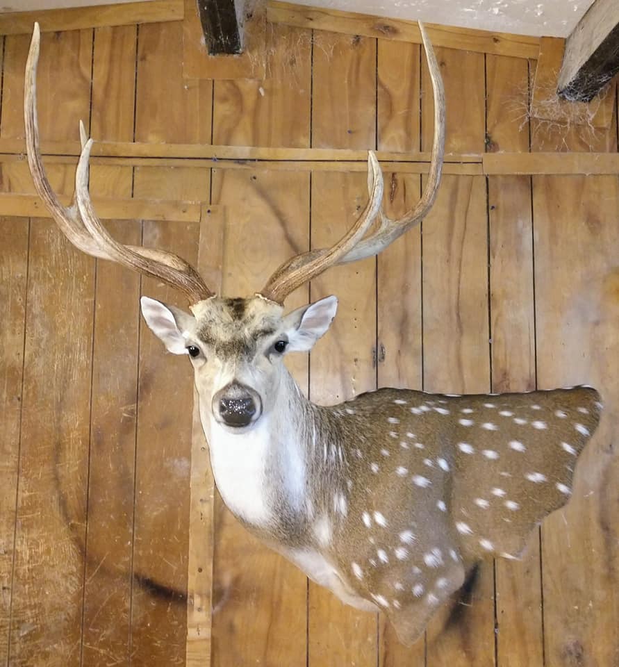 Professional Taxidermist in Clute, TX