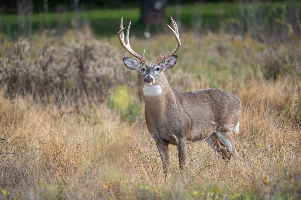 White Tail Deer Taxidermy Mounts in Clute, TX